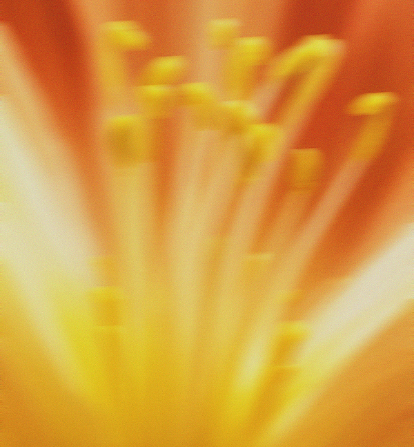 Flower5 1-1
