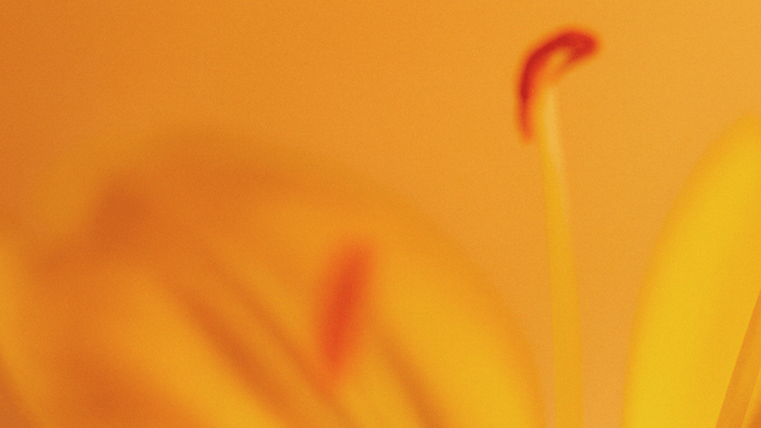 Alva_Labs_Flower_bg_15