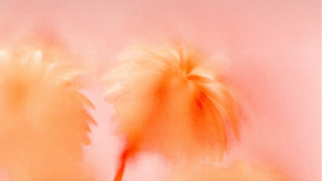 Alva_Labs_Flower_bg_19